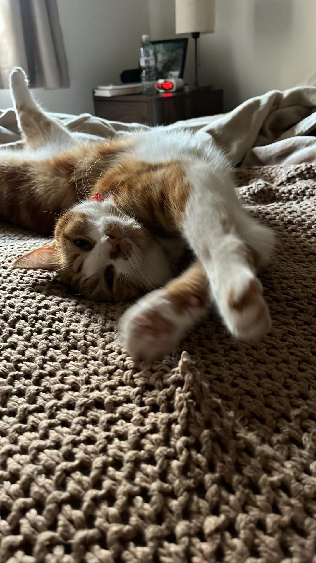 My cat